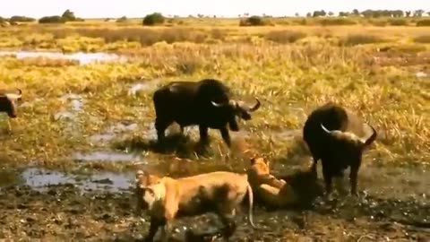 animals