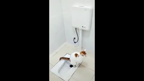 Part 4: Cat & Dog Showdown! 🐾 | The Funniest One Yet! 🤣