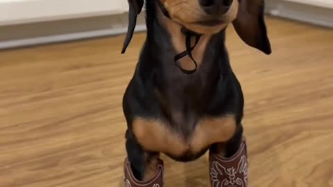 Cowboy Weenie