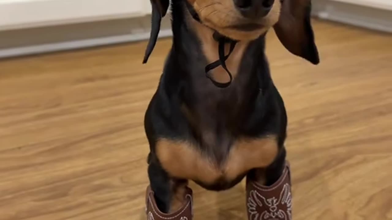 Cowboy Weenie