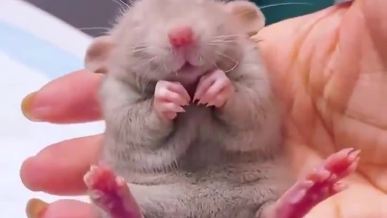 These paws are 💔🐭