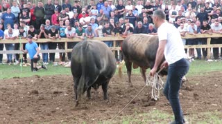 Peran od Benita vs Tayson od Brašnjarevića Posušje 2025
