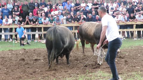 Peran od Benita vs Tayson od Brašnjarevića Posušje 2025