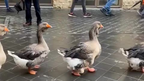 The traditional goose parade was held in Holland