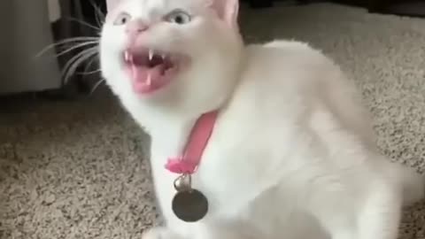 Billi wala cartoon, billi , billi wala game cat lovely #game #billiwala #cat #shorts #animals #tom