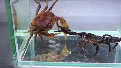 Crab vs Scorpion Underwater