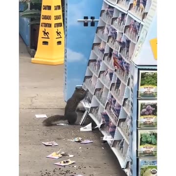 Squirrel be like, "damn, who filled these bags? Lays? Barely anything in'em!!"