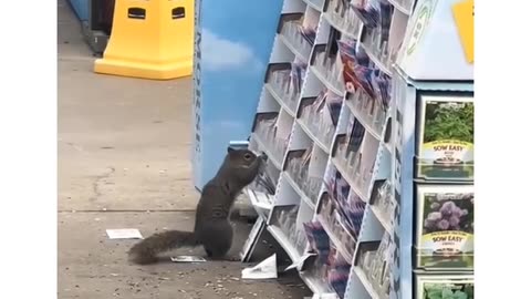Squirrel be like, "damn, who filled these bags? Lays? Barely anything in'em!!"
