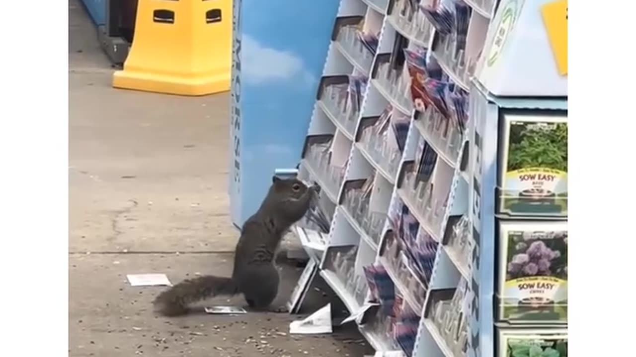 Squirrel be like, "damn, who filled these bags? Lays? Barely anything in'em!!"