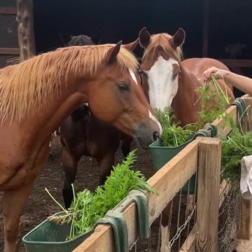 Will they eat it if we tell them it's salad?