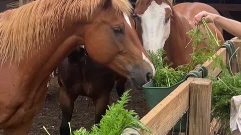 Will they eat it if we tell them it's salad?