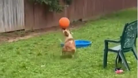 funny animal viral videos