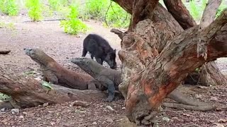 Smart Komodo Dragon