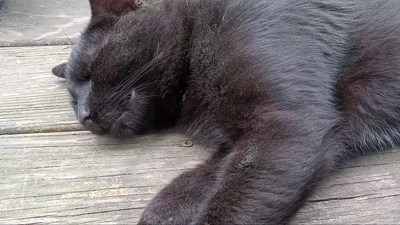 Pollen Cat Radar