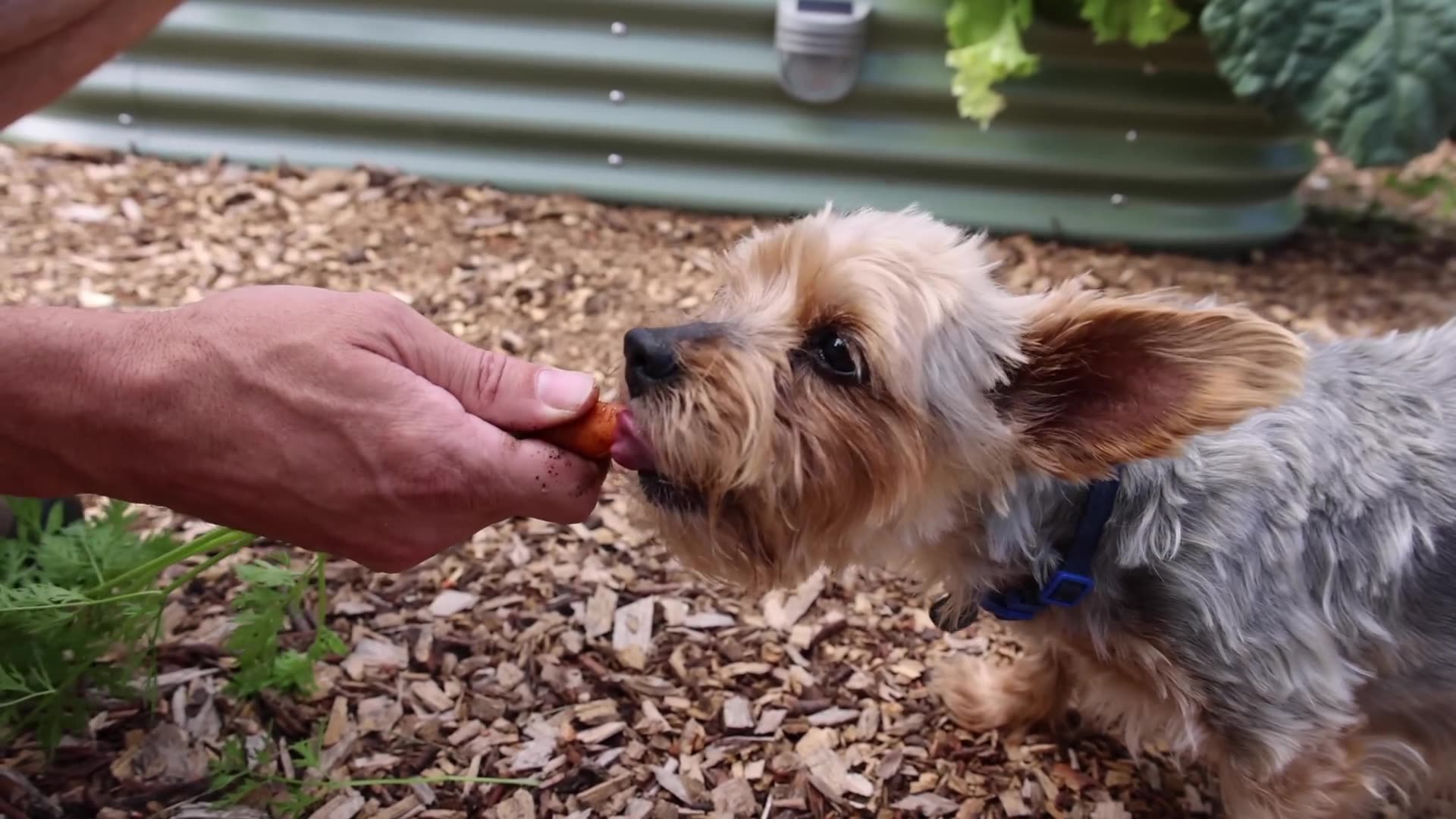 This Garden Watering Technique Will CHANGE Your Life! 💧🌿 Say Goodbye to Dead Plants Forever