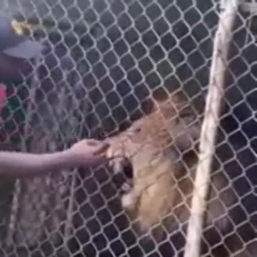 ALL OF YOU STUPID SCUMBAGS 🦁 WILL SOON FEEL THE BITE❗