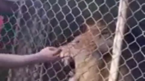 ALL OF YOU STUPID SCUMBAGS 🦁 WILL SOON FEEL THE BITE❗