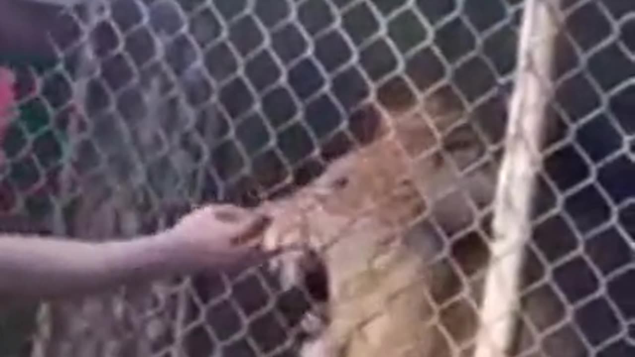 ALL OF YOU STUPID SCUMBAGS 🦁 WILL SOON FEEL THE BITE❗