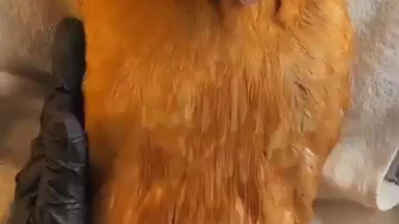 🐓💆♀️ Chicken Gets the Most Relaxing Spa Treatment EVER! | FunFM