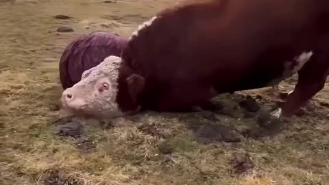 🤯🐾 What’s REALLY Going On Here? You Have To See This! | FunFM