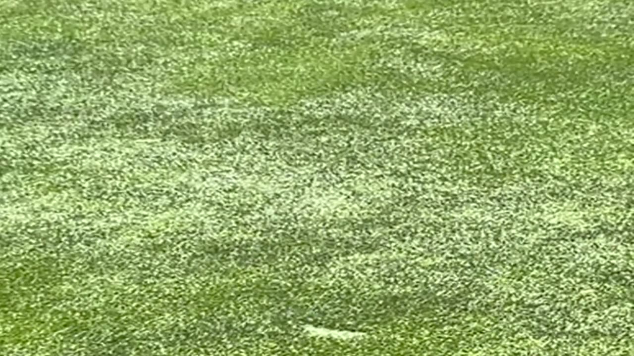 Bears Playing in a Sprinkler