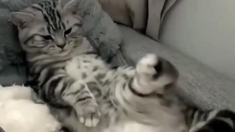 🐱 Funny cat videos | cute cats | Try not to laugh | Cat videos Compilation #shorts