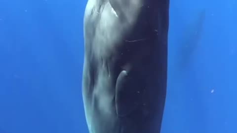 Did you know sperm whales sleep standing up?