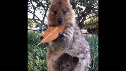 Funny Animals- - Best Of The 2025 Funny Animal Videos