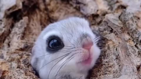 Flying Squirrel Cuteness overload