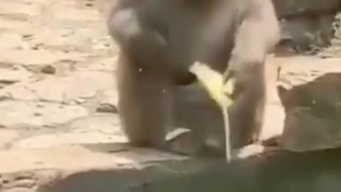Monkey's Ingenious Tool Use! 🐒🌿