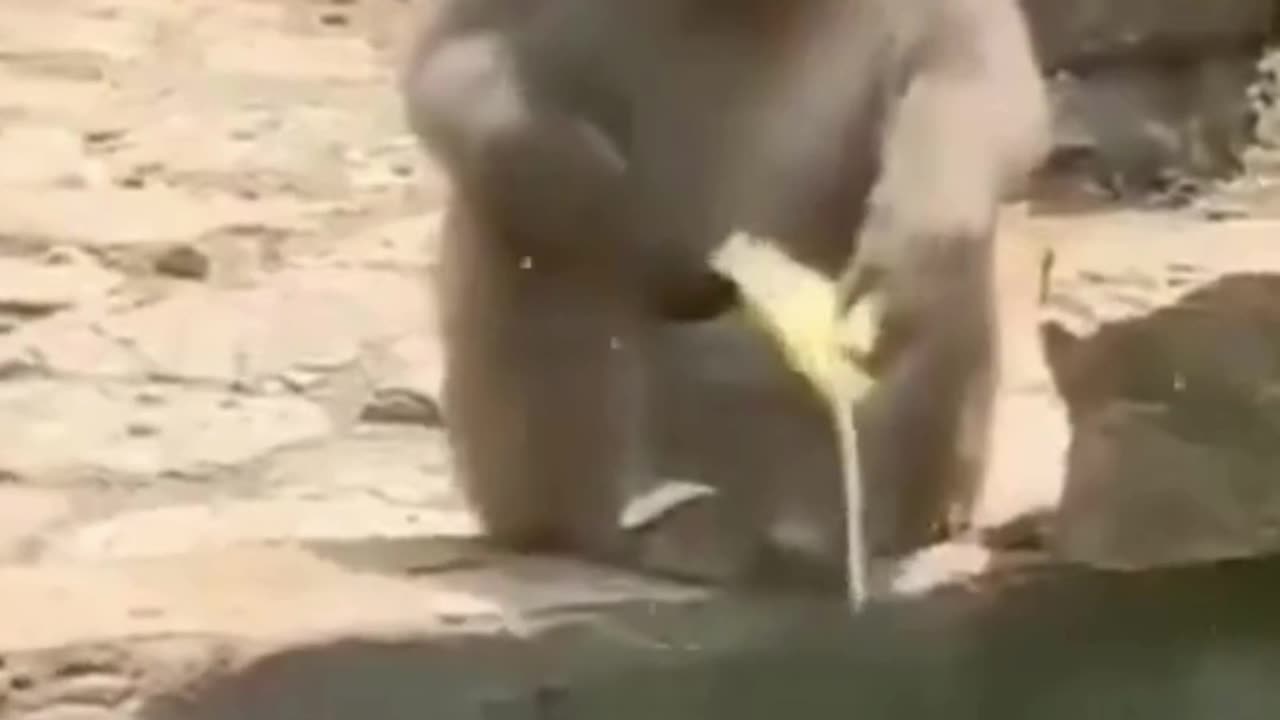 Monkey's Ingenious Tool Use! 🐒🌿