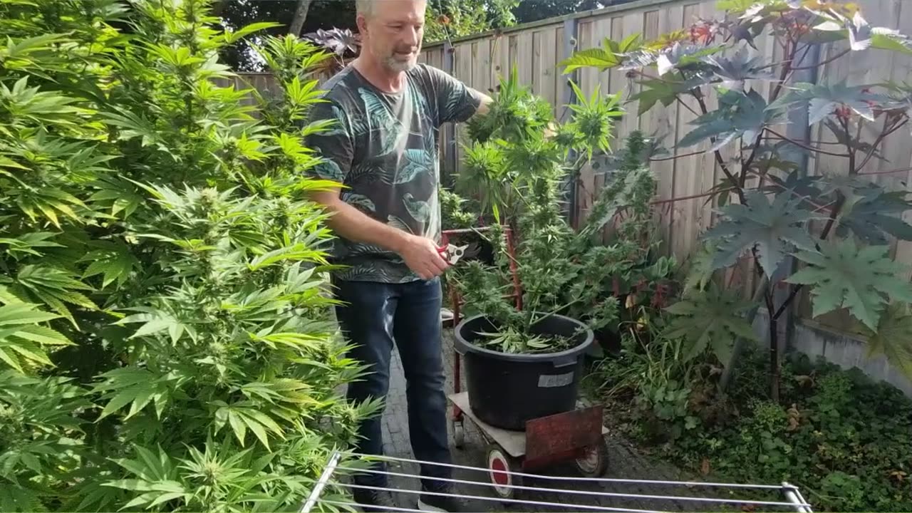 Oogsten- bij twijfel deels afknippen