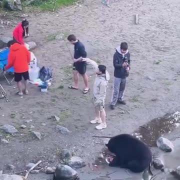 Immigrants Seen Trying to Touch Wild Bear