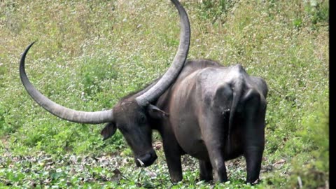 CrystalFire7x's Top 20 Favorite Asian Animals
