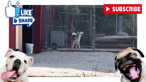 Try Not to Laugh HARDEST! - Funny Dogs Videos