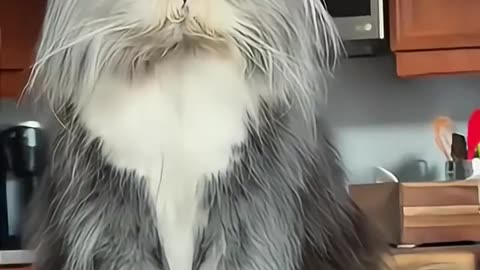 Silly Cats