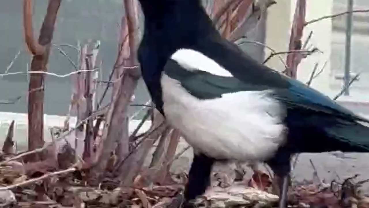 #shorts #magpie #bird enjoying the field of food 🐧 #closeup