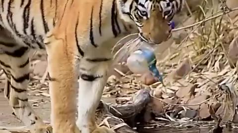 'if they can, why can't we?' 🐯🥰