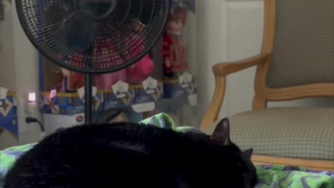 Cute Precious Piper Finds a Comforting Place to Sleep - My Adopted Shelter Cat Vlog #shorts