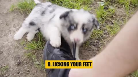 Dig behavior secrets