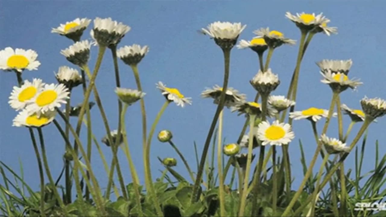 Justin Bieber - DAISIES (SLOWED + REVERB)