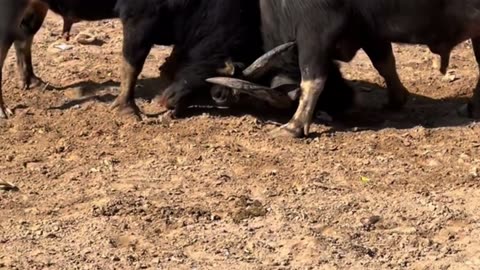 Rural Bullfighting Culture