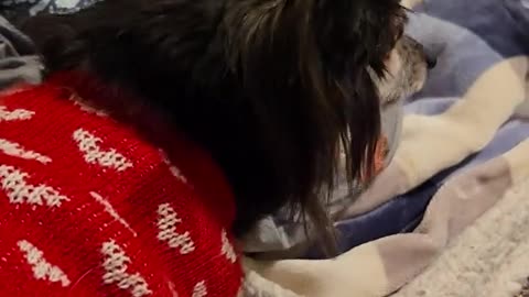 No chihuahuas were hurt..