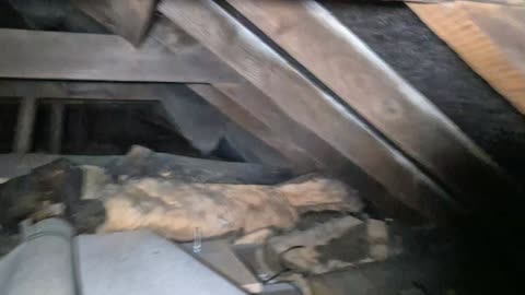 First eyes in the Attic