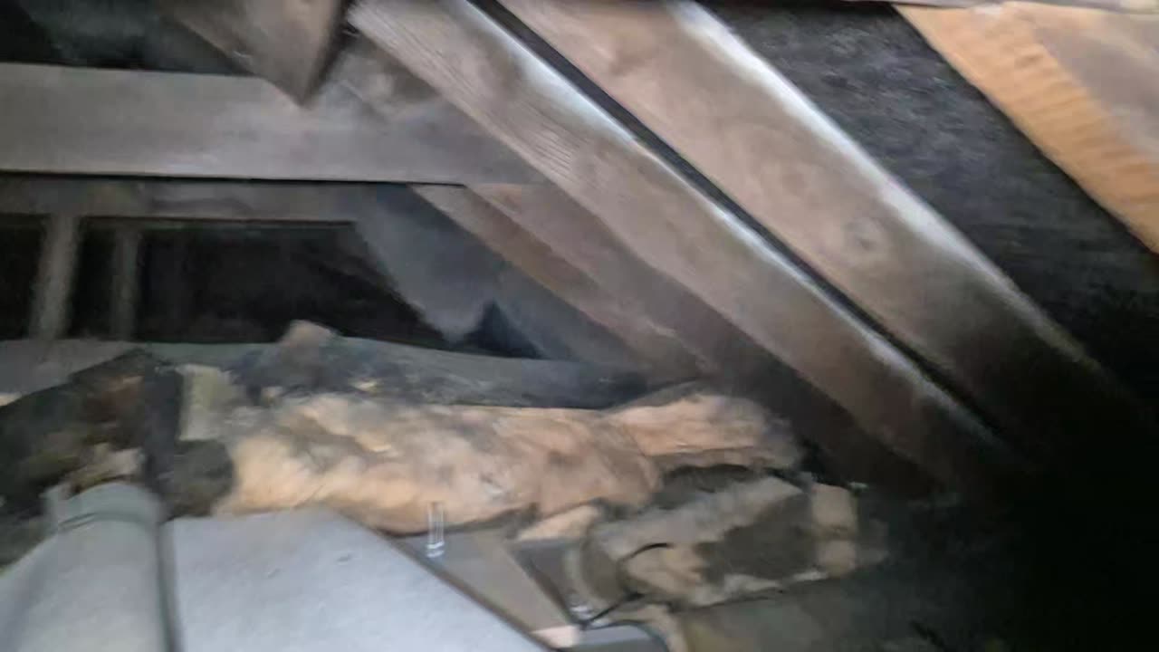 First eyes in the Attic