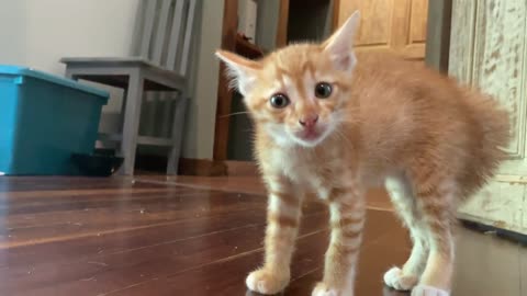Three Orange Kittens Yowling at Each Other