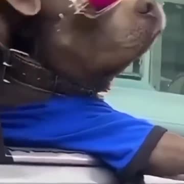 Funny animal videos part 26