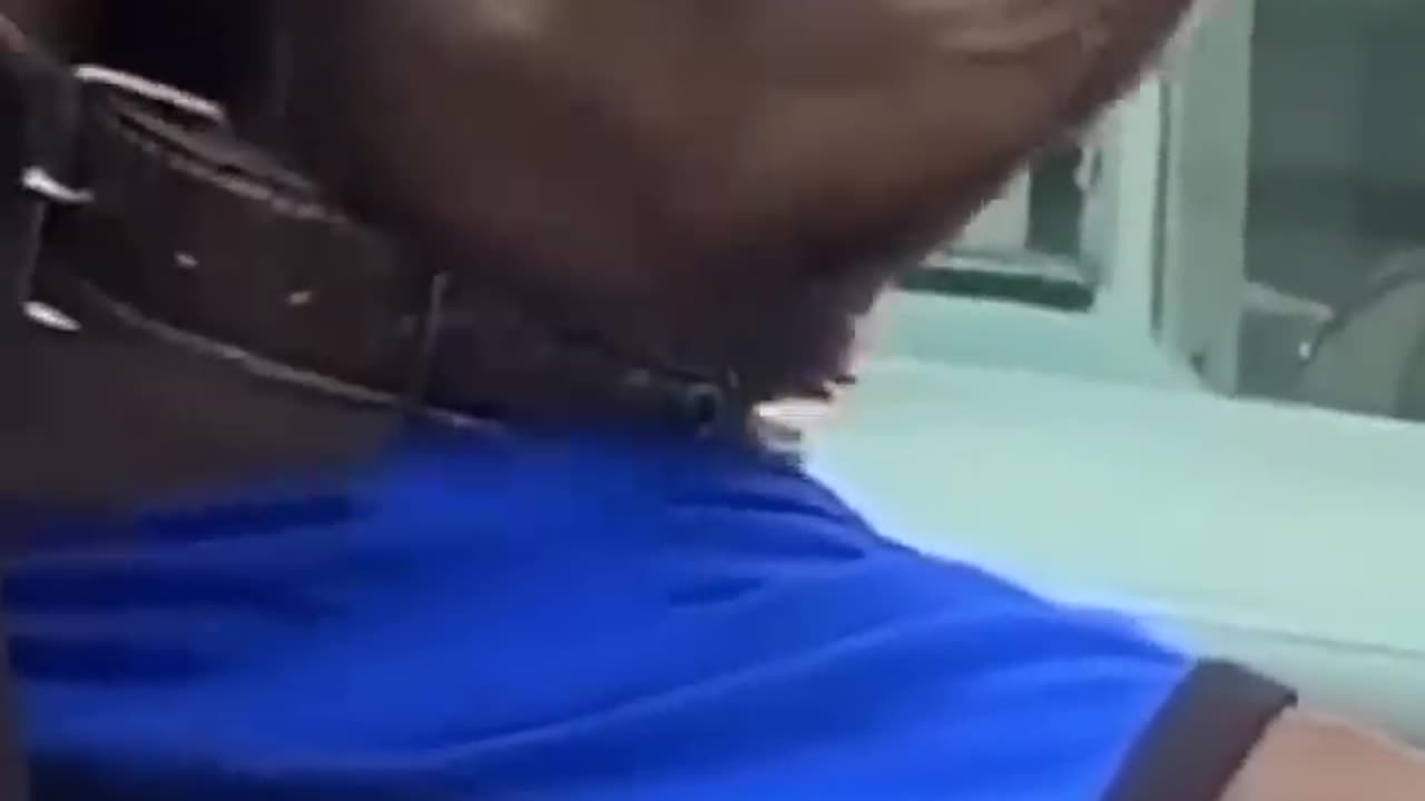 Funny animal videos part 26