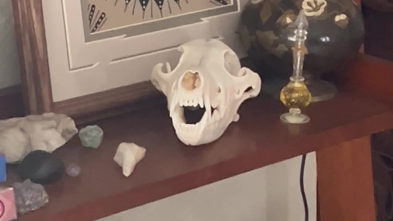 Golden Concerned About Coyote Skull Decor