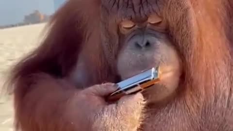big monkey playing with music